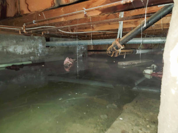 Best Water damage cleanup near me  in Zumbrota, MN