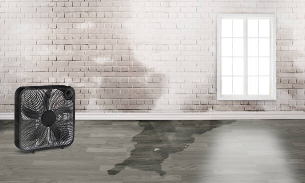 Best Basement water damage restoration  in Zumbrota, MN
