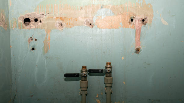 Best Mold removal after water damage  in Zumbrota, MN