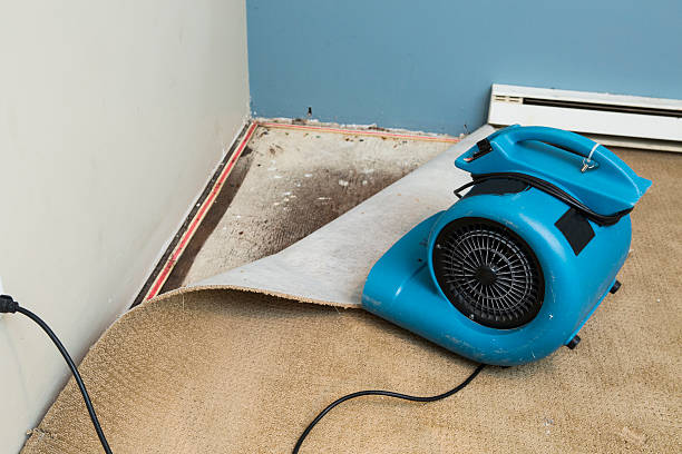 Best Professional water damage repair  in Zumbrota, MN
